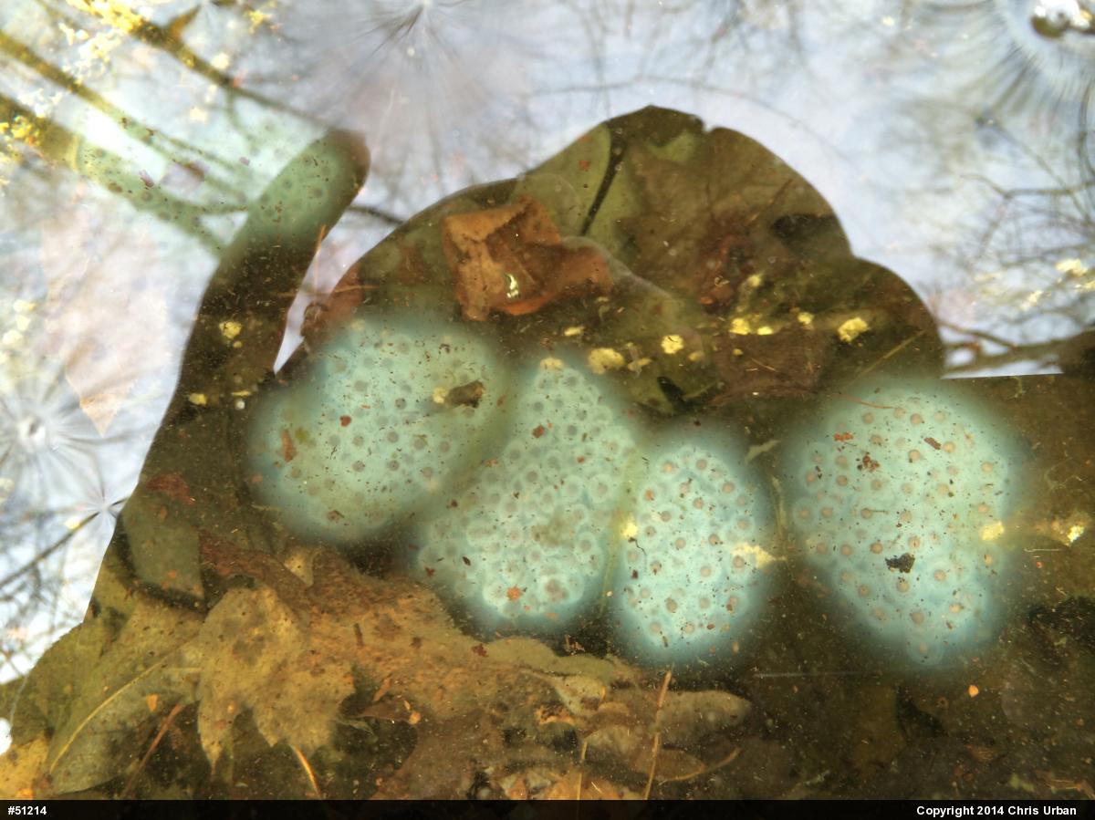 Spotted Salamander