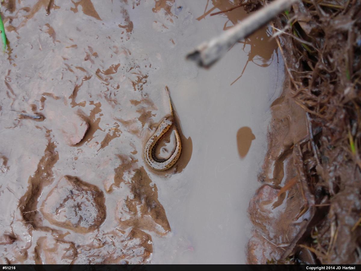 Northern Two-lined Salamander