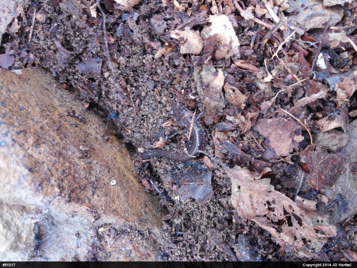 Eastern Red-backed  Salamander