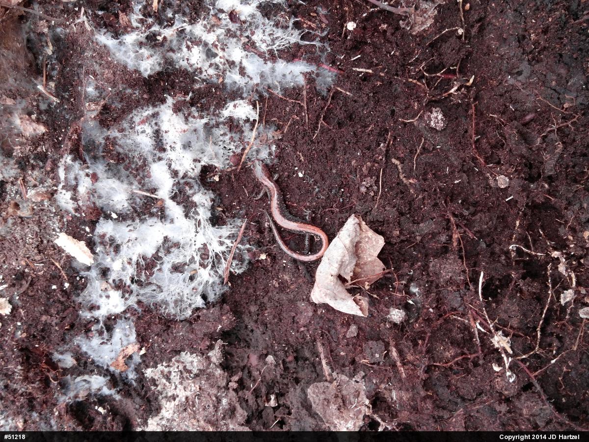 Eastern Red-backed  Salamander
