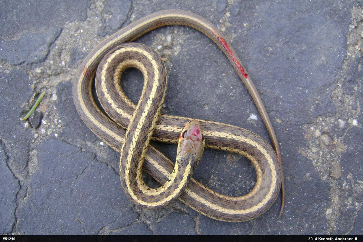 Eastern Gartersnake
