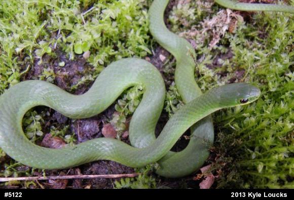 Smooth Greensnake