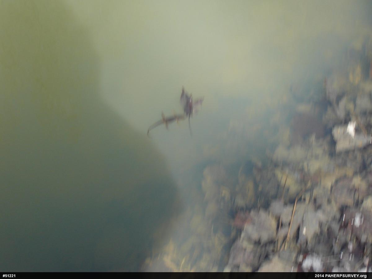 Red-spotted Newt