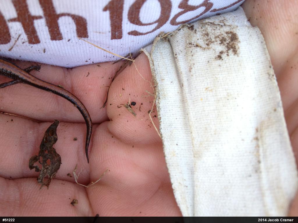 Eastern Red-backed  Salamander
