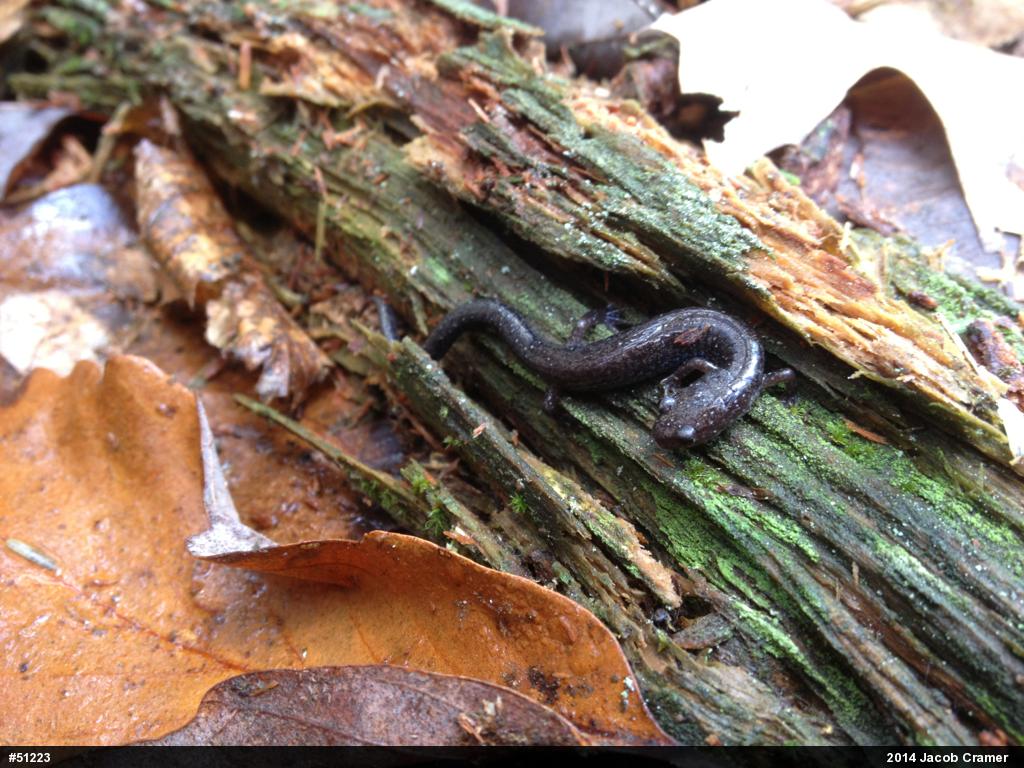 Eastern Red-backed  Salamander