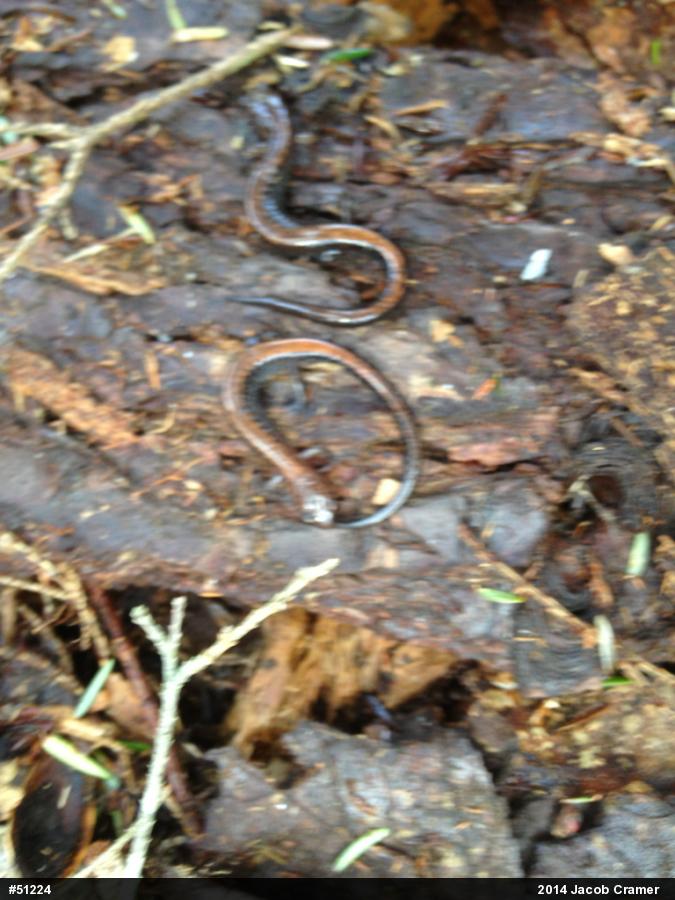 Eastern Red-backed  Salamander