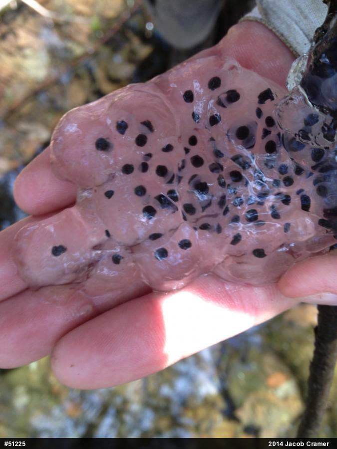 Spotted Salamander