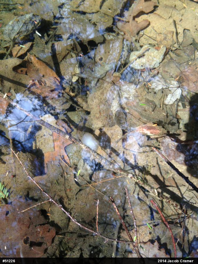 Spotted Salamander