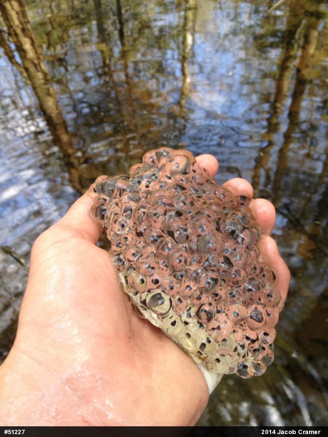 Wood Frog
