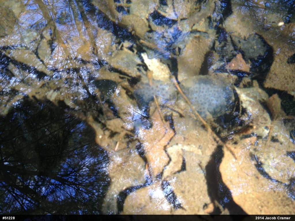 Spotted Salamander