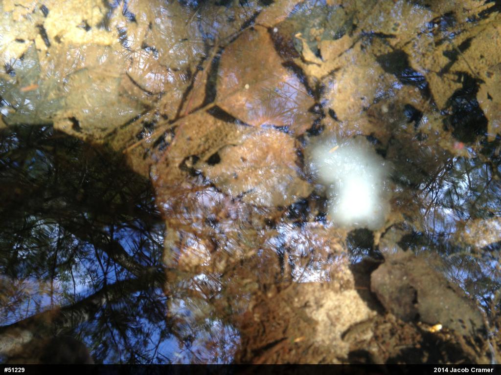 Spotted Salamander