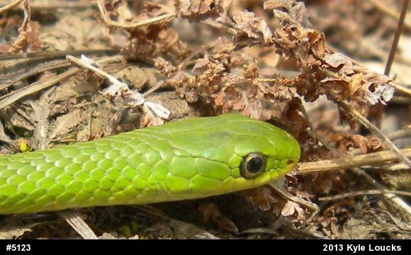 Smooth Greensnake