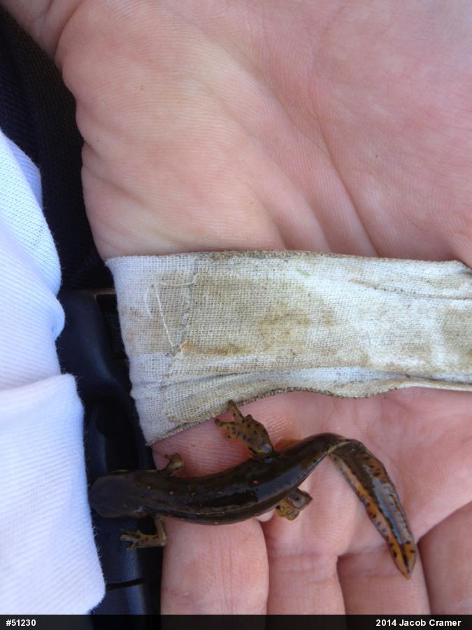 Red-spotted Newt