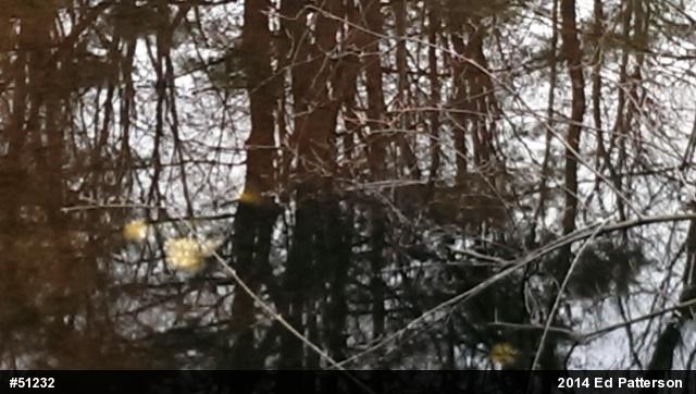 Spotted Salamander