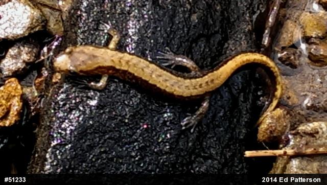 Allegheny Mountain Dusky Salamander
