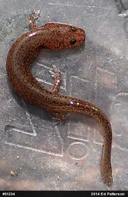 Northern Spring Salamander
