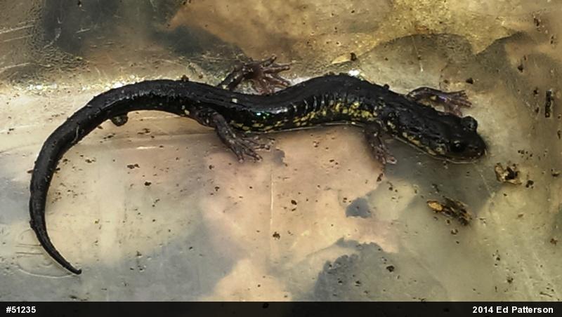 Wehrle's Salamander