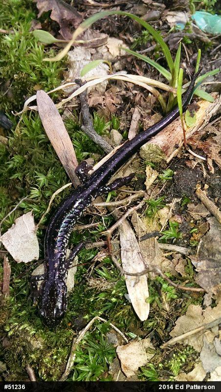 Wehrle's Salamander