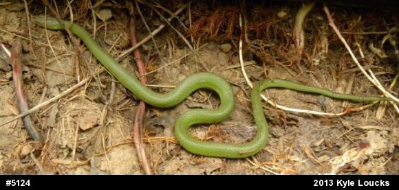 Smooth Greensnake
