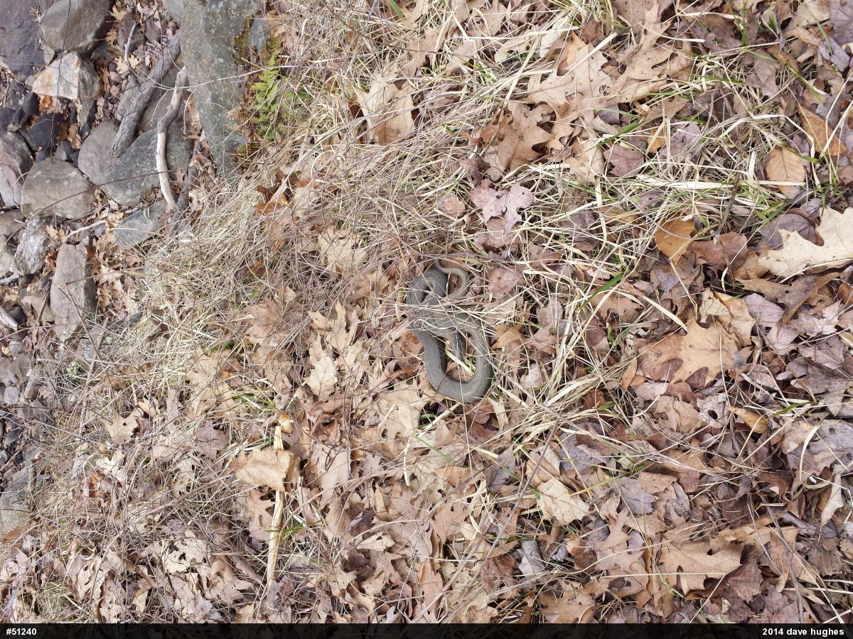 Northern Watersnake