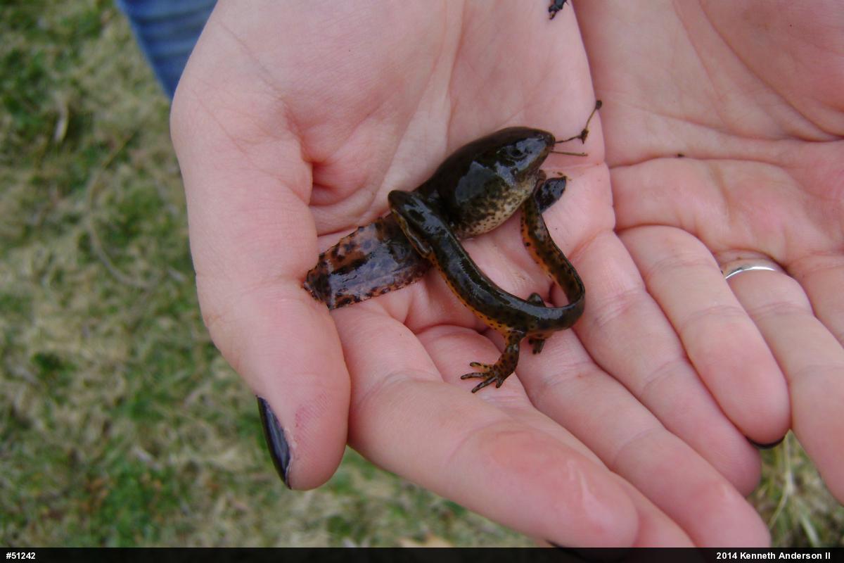Red-spotted Newt