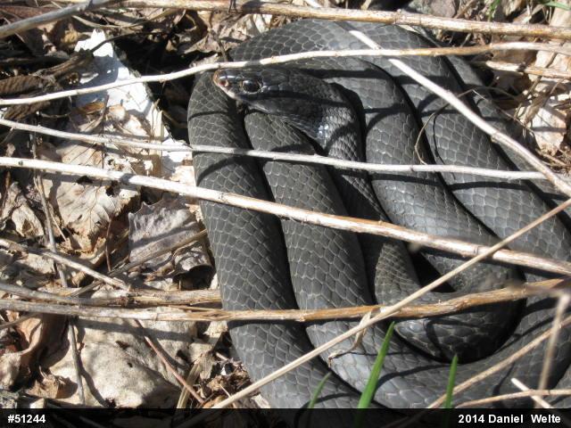 Northern Black Racer