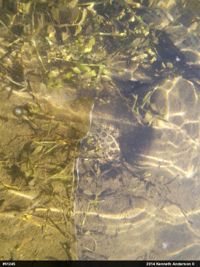 Pickerel Frog