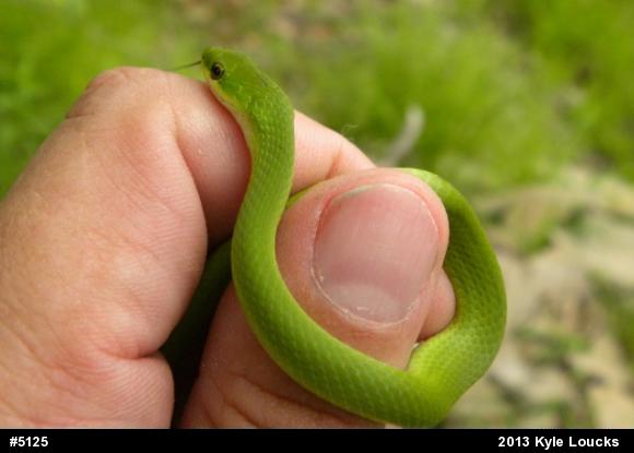 Smooth Greensnake