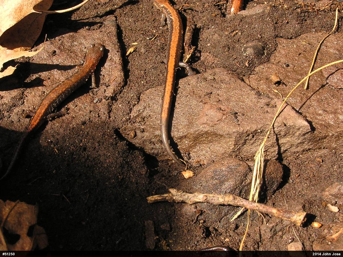 Eastern Red-backed  Salamander
