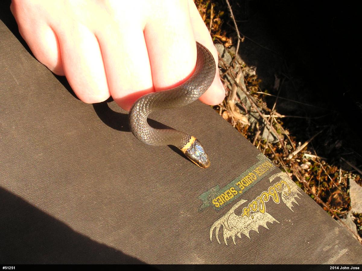 Northern Ring-necked Snake