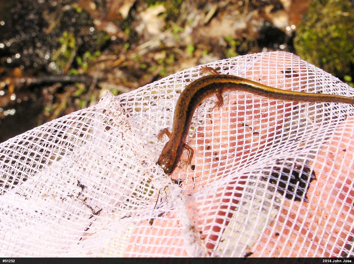 Northern Two-lined Salamander