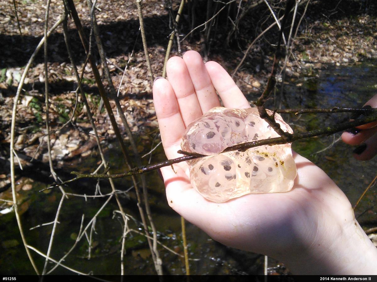 Spotted Salamander