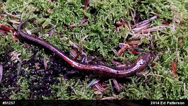 Eastern Red-backed  Salamander