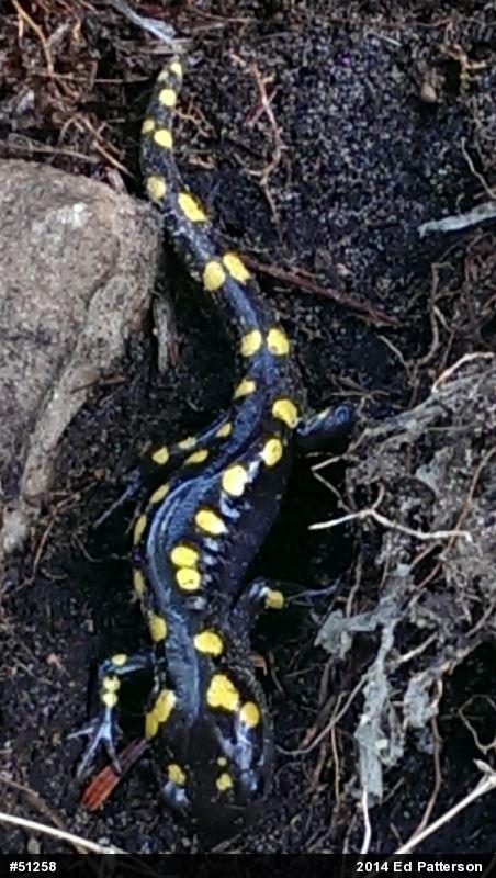 Spotted Salamander
