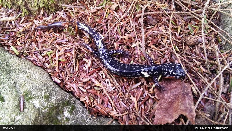 Northern Slimy Salamander