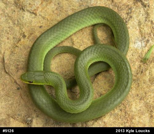 Smooth Greensnake