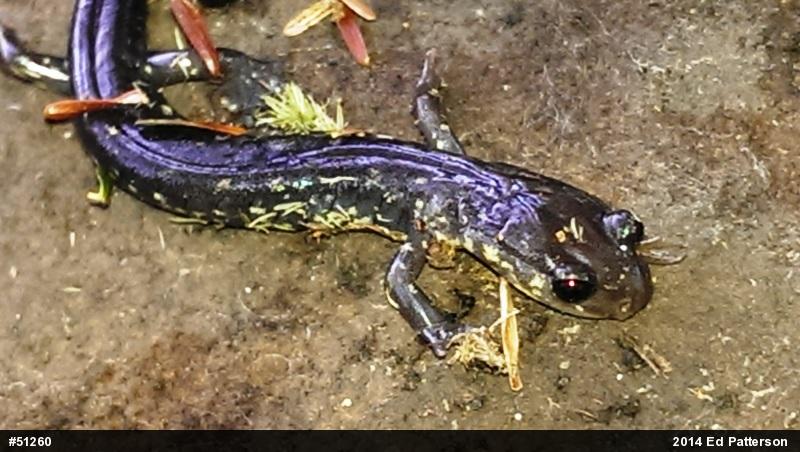 Wehrle's Salamander