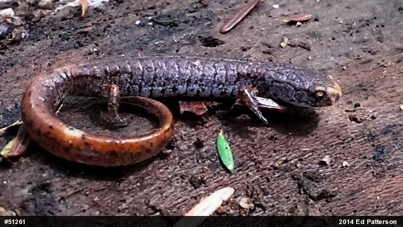 Four-toed Salamander