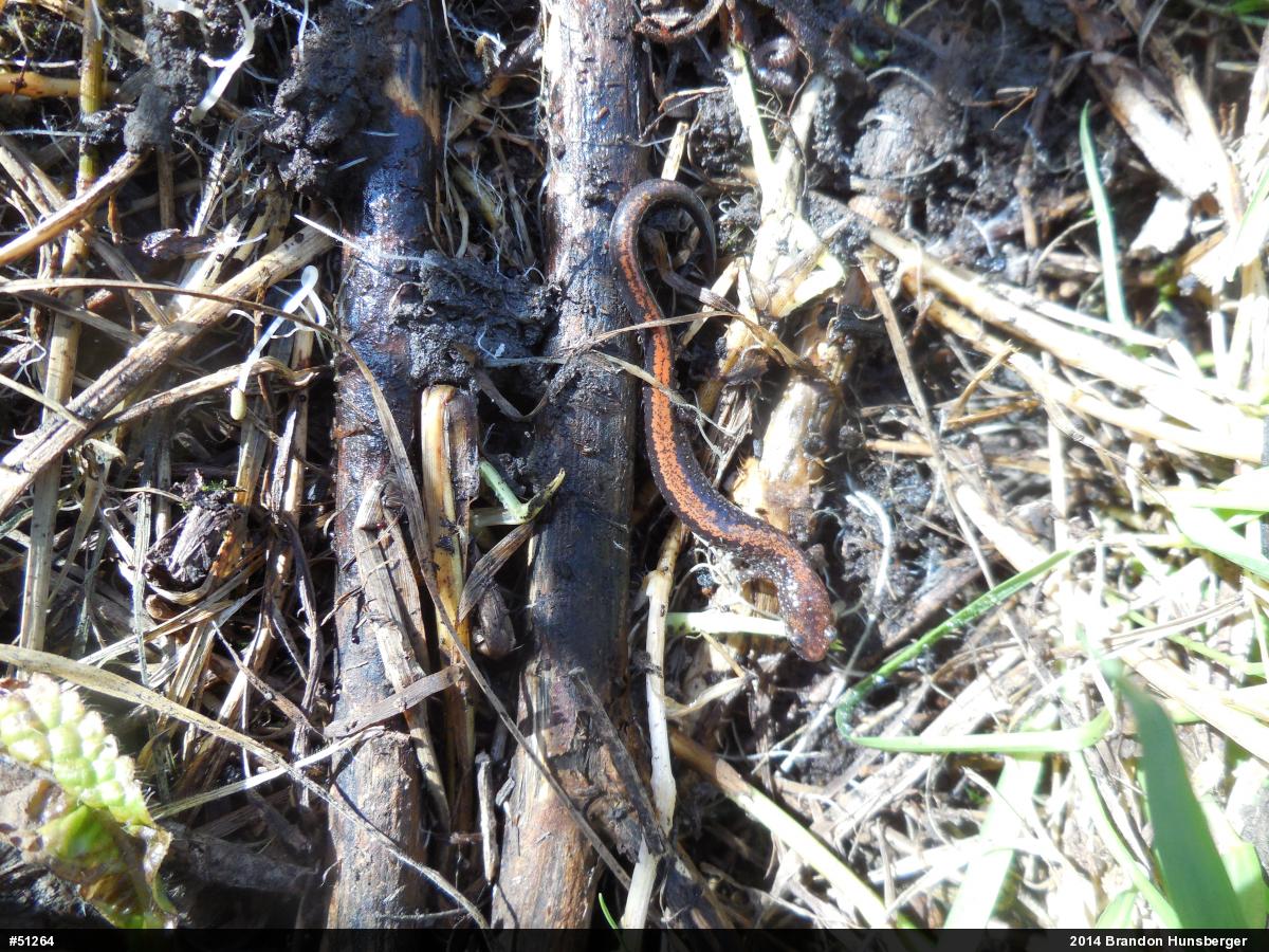 Eastern Red-backed  Salamander