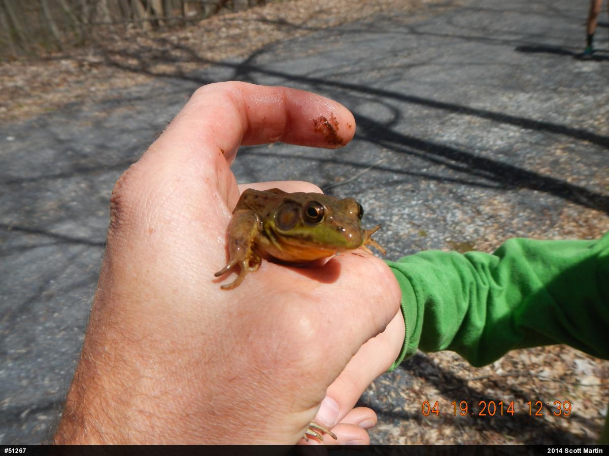Green Frog