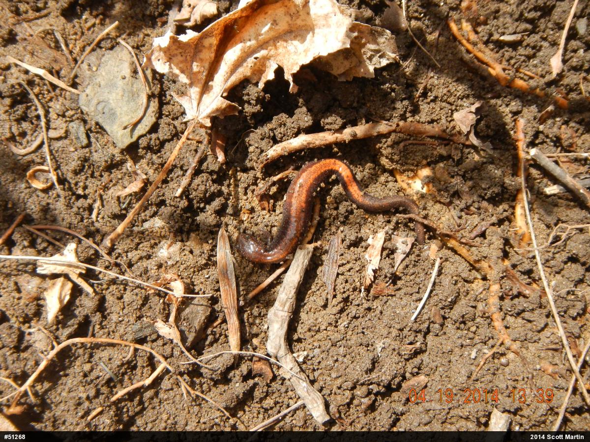 Eastern Red-backed  Salamander
