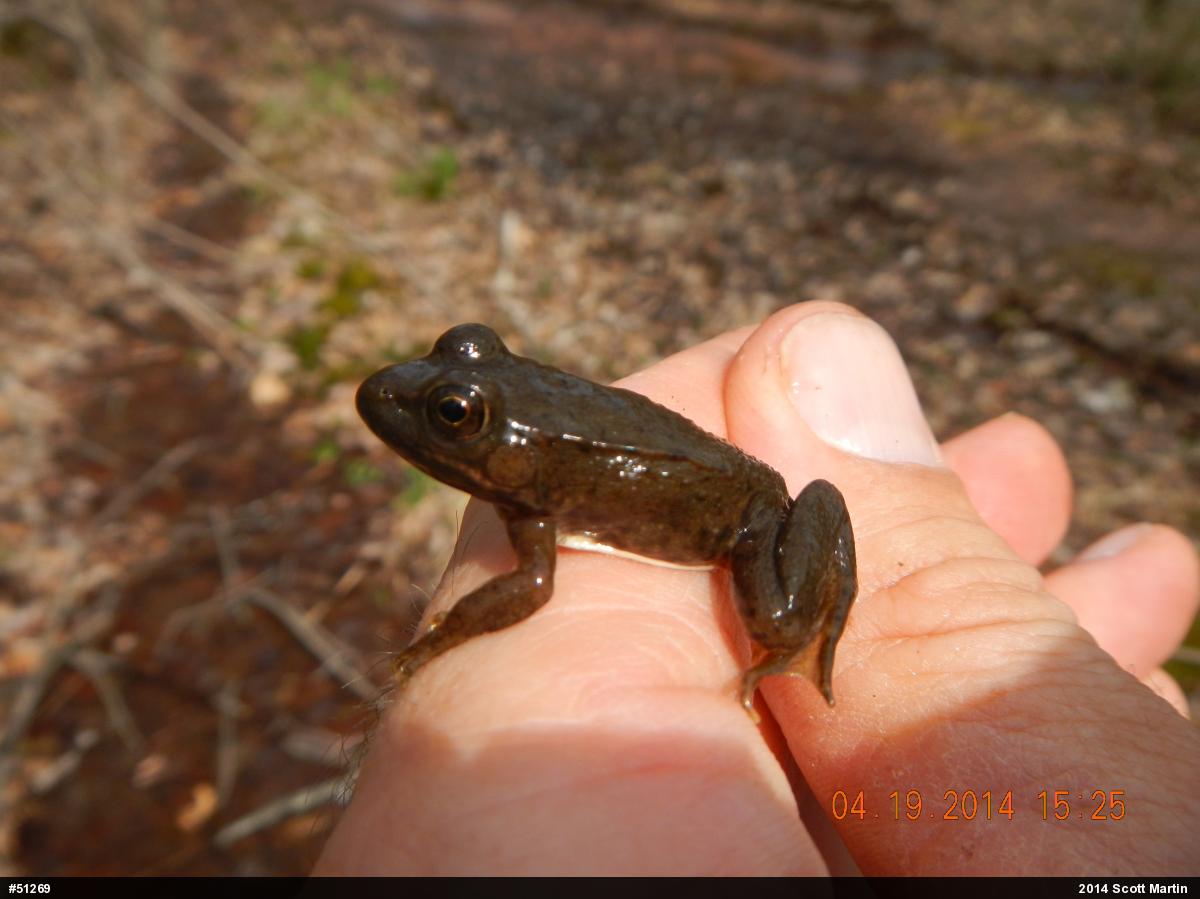 Green Frog