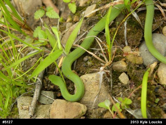 Smooth Greensnake