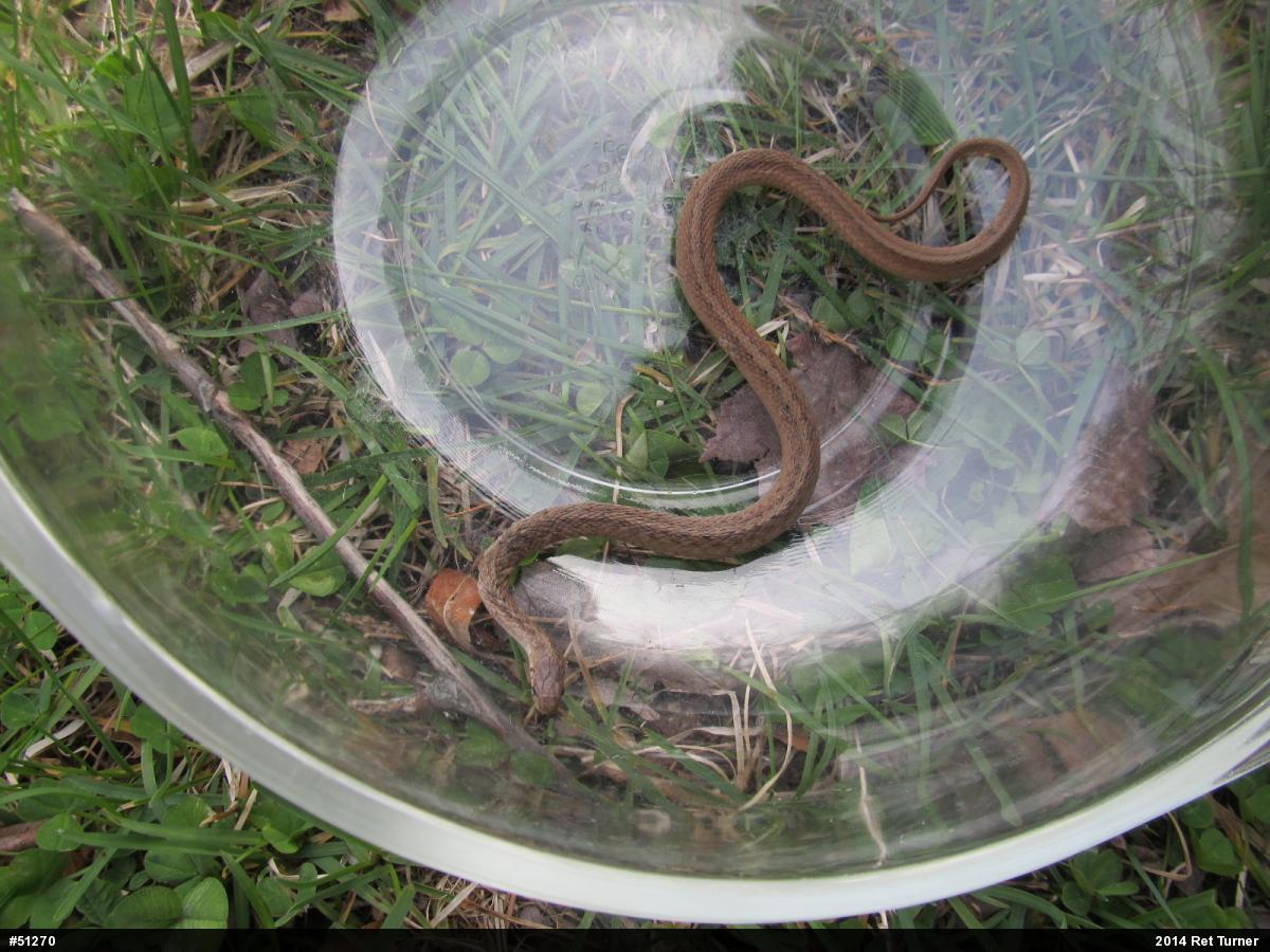 Dekay's Brownsnake