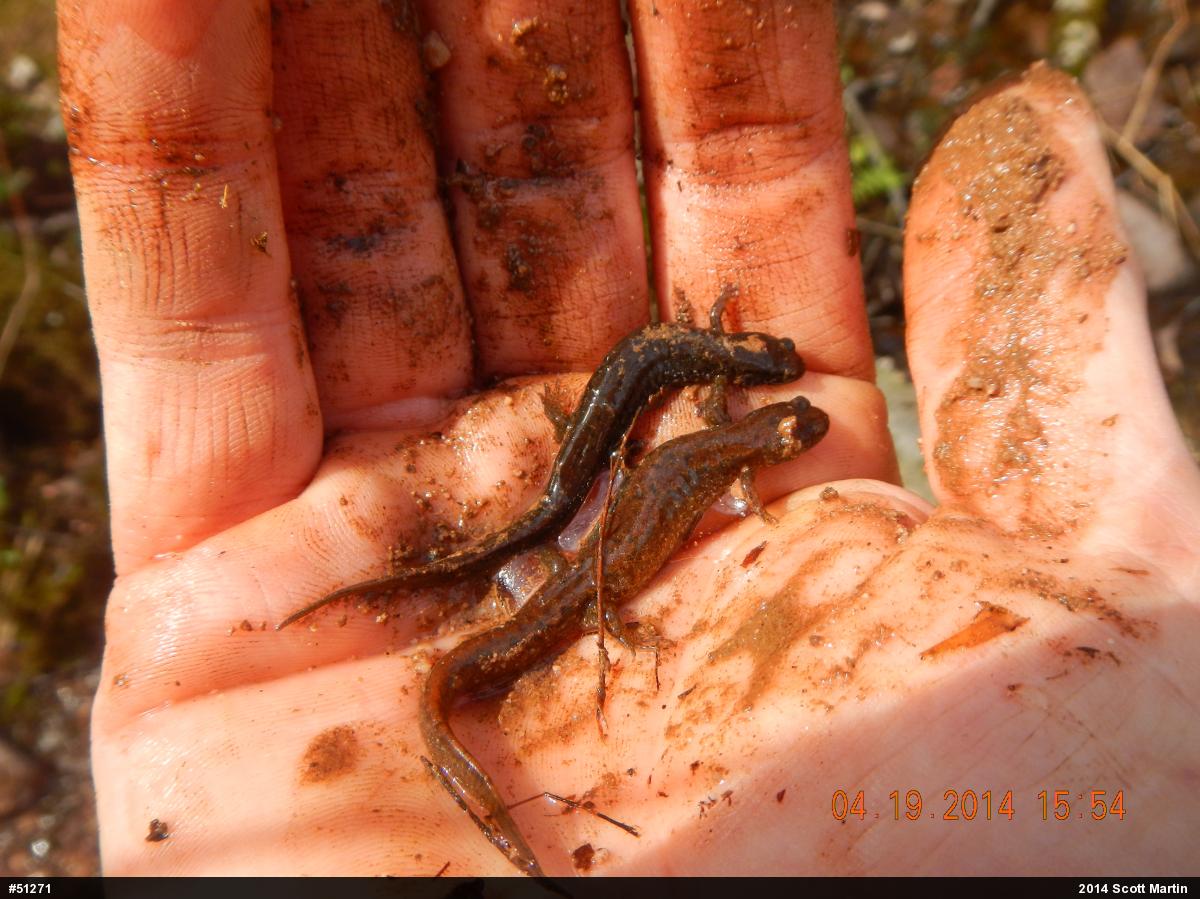 Northern Dusky Salamander