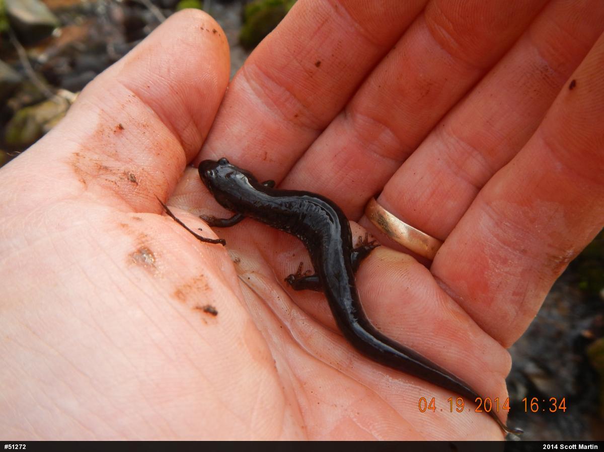 Northern Dusky Salamander