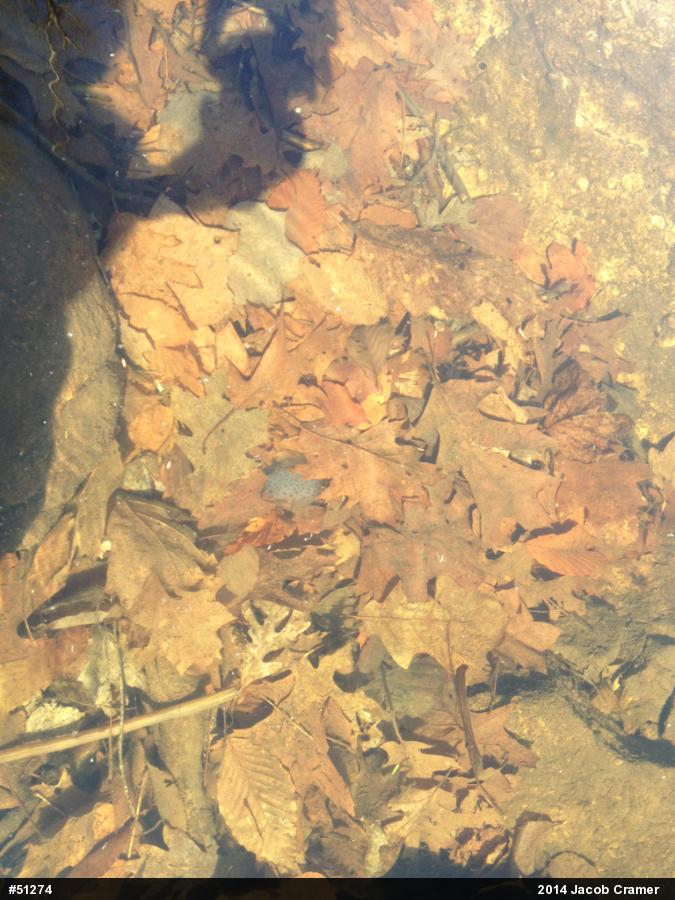 Spotted Salamander