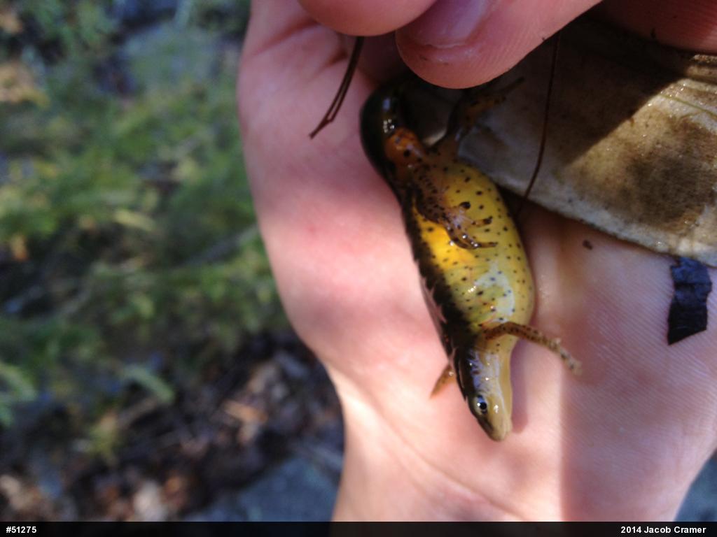 Red-spotted Newt