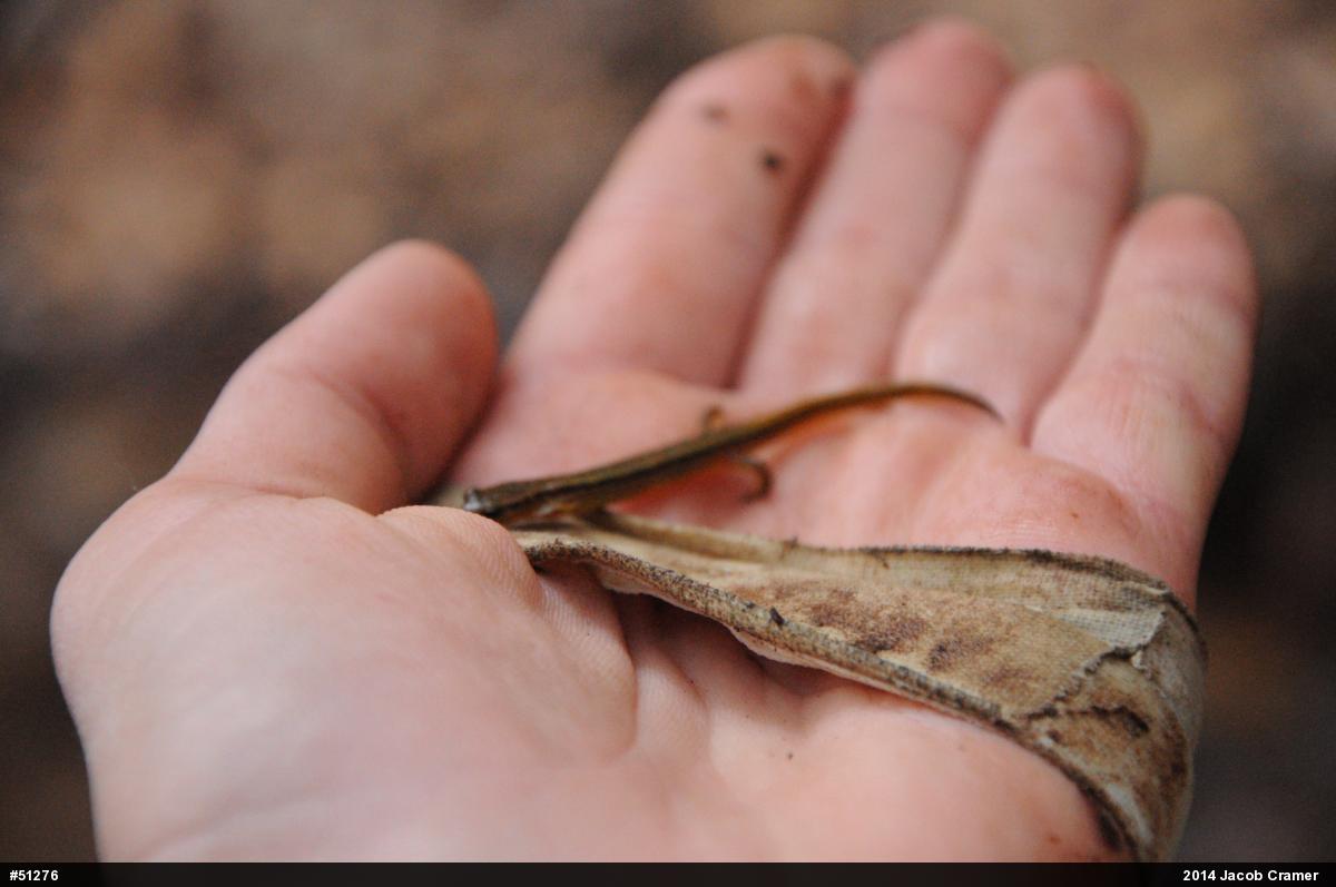 Northern Two-lined Salamander