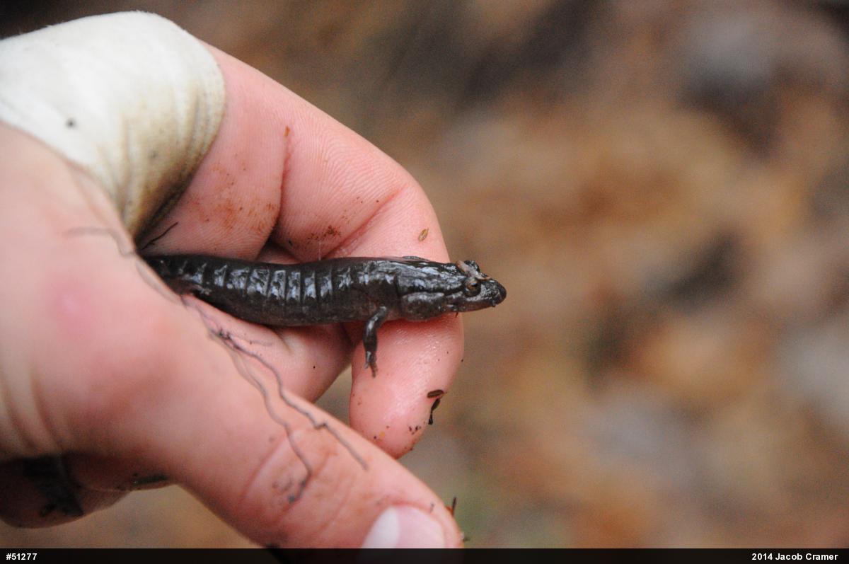 Northern Dusky Salamander